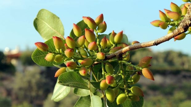 Pistachos en la rama de un pistachero.