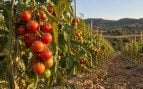 Tomates de Teruel, tomates autóctonos de Aragón, variedades agrícolas aragonesas.