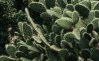 Cactus, plantas, tradición china, curiosidades, naturaleza