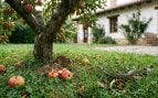 Ni se te ocurra poner éste árbol en tu jardín: a todos les gusta pero atrae ratas, ratones y serpientes