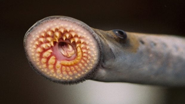 Una lamprea marina (Petromyzon marinus), con su boca circular de ventosa dentada. Foto: T. Lawrence / Great Lakes Fishery Commission, vía NOAA GLERL (CC BY-SA 2.0).