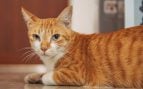gato paciencia