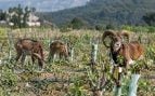 Muflones, animales, Valencia, naturaleza
