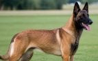 Pastor belga Malinois