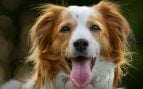 Perro, animales, mascotas