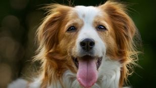 Perro, animales, mascotas