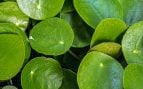Planta, flora, curiosidades