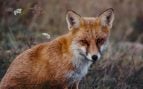 Depredadores, animales, curiosidades