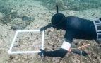 Un buceador utiliza un cuadrante de 50x50 cm para relevar la densidad de erizos de mar en Telegrafbukta, Tromsø (Noruega). Foto: Rissa Citizen Science.