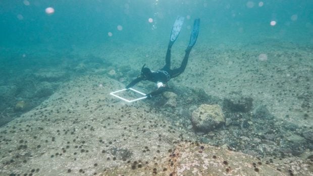 Un buceador utiliza un cuadrante para relevar la densidad de erizos de mar en el fondo rocoso. Foto: proyecto Rissa Citizen Science