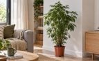 Lidl planta