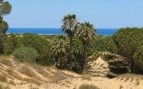 Bosque junto al Mediterráneo