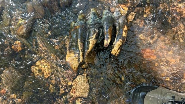 El diente f&oacute;sil de mastodonte, tal como fue hallado en el lecho del arroyo. (Foto: Balance Hydrologics - MIDPEN)