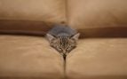 gato caricia