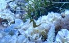 El plan que ya ha devuelto 1.500 caballitos de mar a las aguas de las Islas Baleares