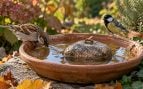 piedra jardines otoño