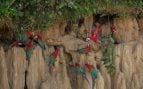 Un grupo de aves de América del Sur en su hábitat natural. Foto: vladimircech / Magnific.