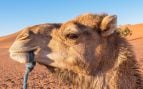 Camellos, Australia, animales