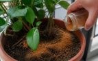 Canela en polvo en las plantas