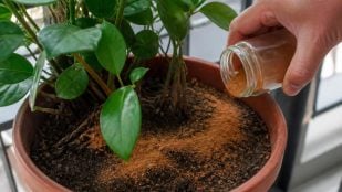 Canela en polvo en las plantas
