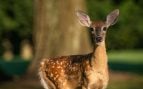 Ecologistas consiguieron prohibir la caza en parques nacionales; ahora un árbol protegido de Doñana está a punto de desaparecer por los ciervos y jabalíes
