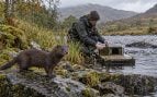 Visón especie invasora en Escocia, especies invasoras en Escocia, visón americano en Escocia, problema visones en Escocia.