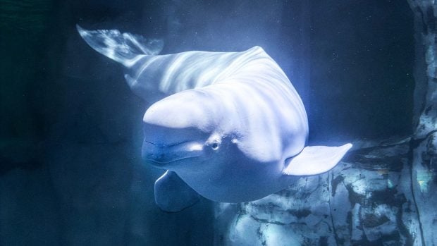 La beluga Jelly Bean