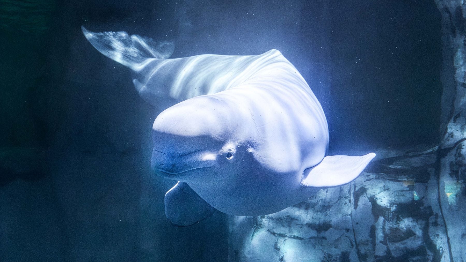 La beluga Jelly Bean. (Foto: Oceanogràfic de Valencia).