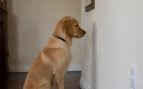 El perro mira fijamente a la pared