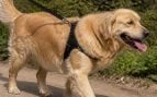 Perro y paseo