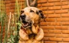 Perro viejo en un jardín. Foto: Magnific