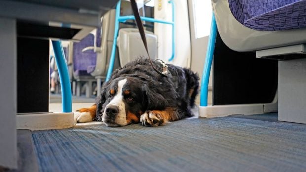 perro tumbado en transporte público