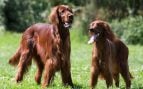 Perros, animales, mascotas