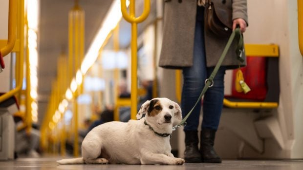 viajar en tren con perro