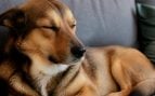 Perro