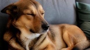 Perro