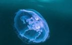 Medusa común Aurelia aurita nadando en aguas de la costa sueca