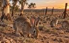 Conejo, animales, naturaleza, australia
