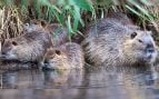 Nutria adulta con tres crías en la orilla de un canal, entre la vegetación. Foto: Departamento de Vida Silvestre y Pesca de Luisiana.