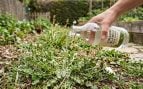 Jardineros instan a los españoles a rociar vinagre en sus jardines durante esta semana: el motivo y por qué lo recomiendan