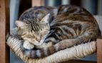 Un gato durmiendo plácidamente. Foto: Freepik - @Wirestock