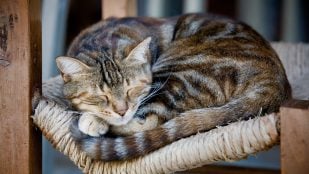 Un gato durmiendo plácidamente. Foto: Freepik - @Wirestock