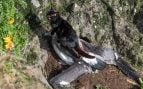 Un gato salvaje se alimenta del cuerpo de un polluelo de Albatros de Capa Blanca a punto de salir del cascarón en la isla de Auckland; fotografía de Stephen Bradley