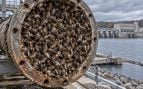 Mejillones cebra, mejillones, animales, especies invasoras