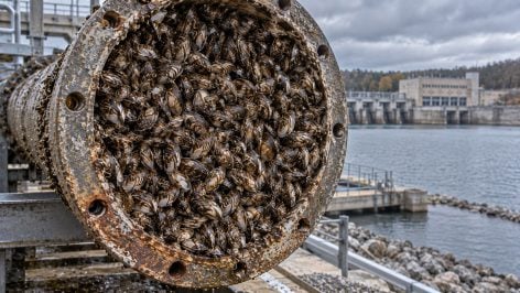 Recreación de una tubería obstruida por una colonia de mejillones cebra.