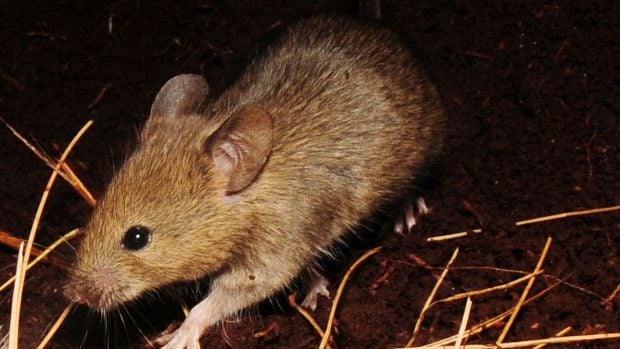 Un ratón doméstico en la isla Marion; fotografía de Ben Dilley