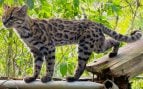 El tilcayo (Leopardus tilcayo), una nueva especie de gato descubierta en Bolivia. Foto: Paola Nogales Ascarrunz / Wikimedia Commons / CC BY-SA 4.0.