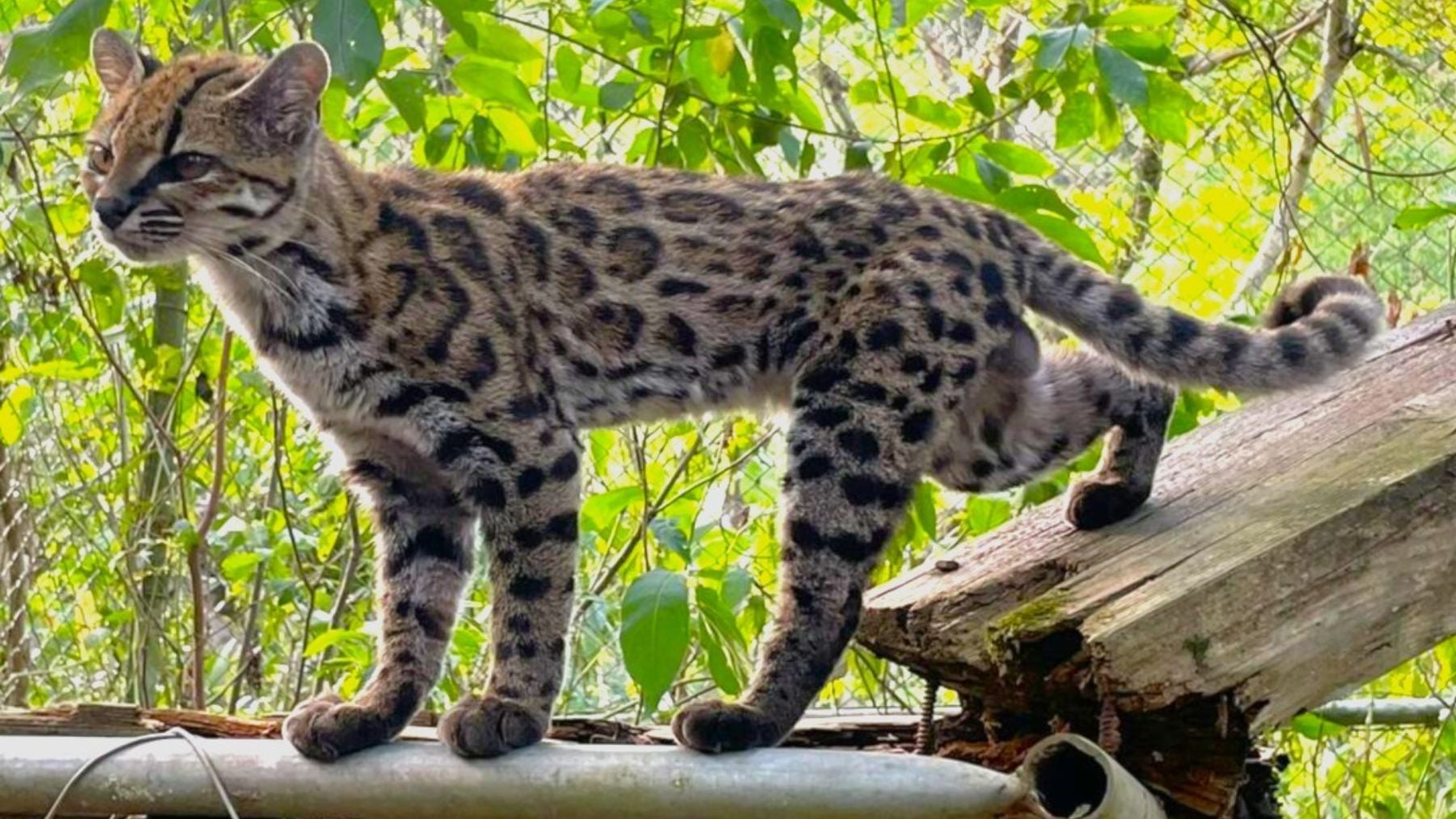 El tilcayo (Leopardus tilcayo), una nueva especie de gato descubierta en Bolivia. Foto: Paola Nogales Ascarrunz / Wikimedia Commons / CC BY-SA 4.0.
