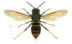Muchos españoles lo tienen plantado en su jardin: es el árbol exótico ornamental que está ayudando a expandirse a la primera abeja invasora de Europa