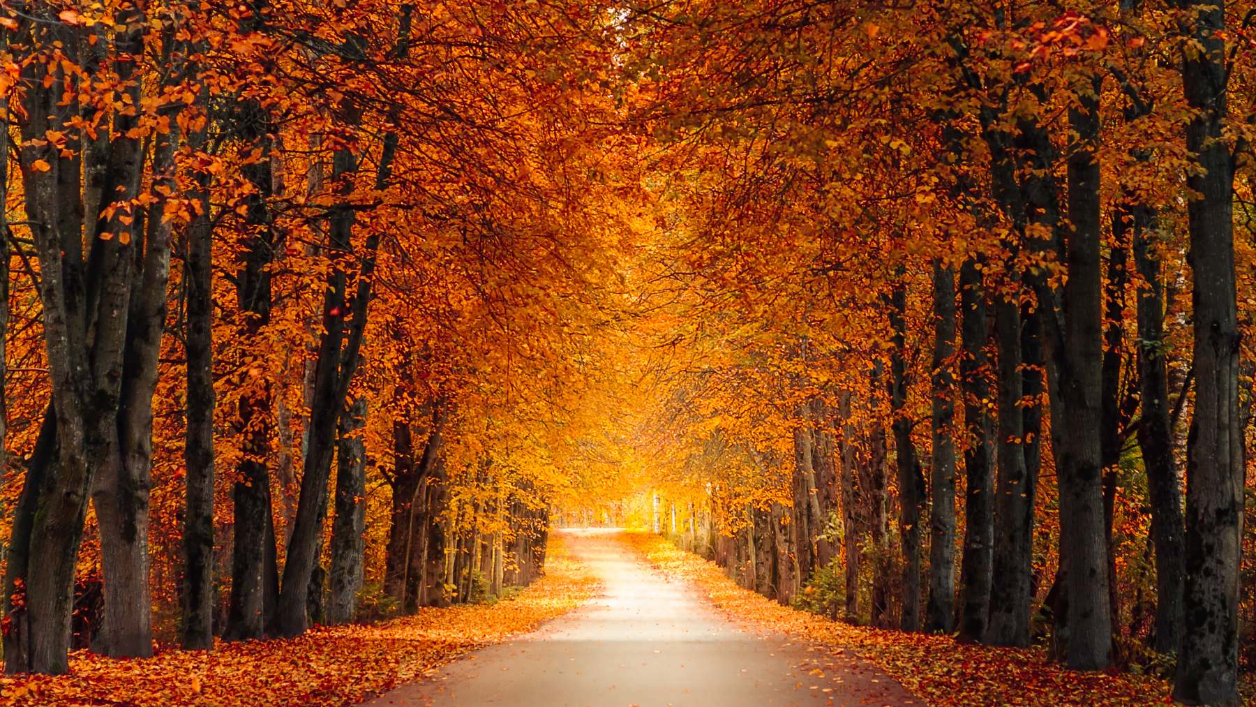 Paisaje propio del otoño.